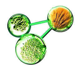 Levadura - Trigo - Arroz