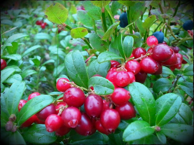 Lingoberry
